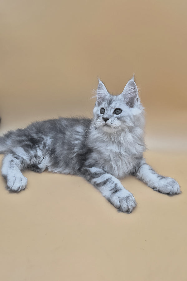 Sphinx | Maine Coon Kitten