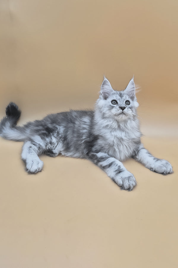 Sphinx | Maine Coon Kitten
