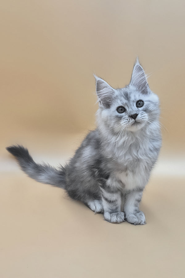 Sphinx | Maine Coon Kitten