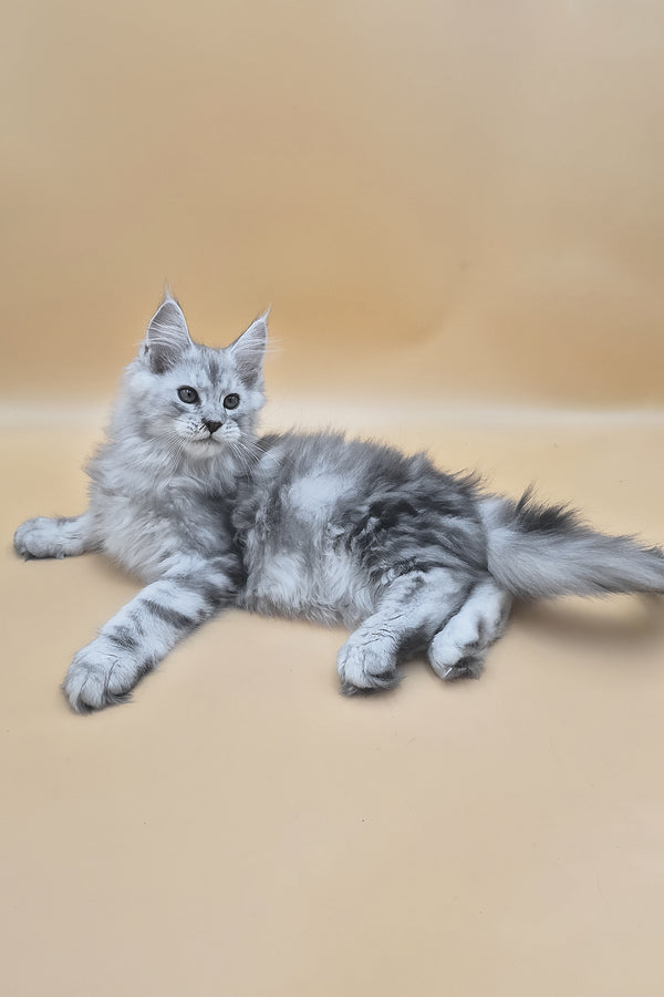 Sphinx | Maine Coon Kitten