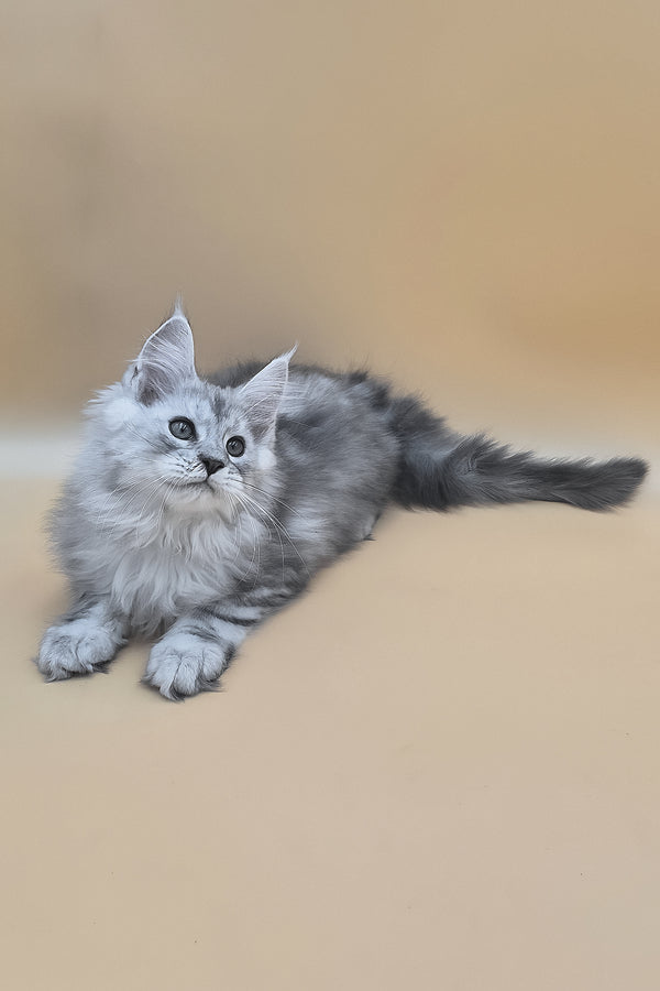 Sphinx | Maine Coon Kitten