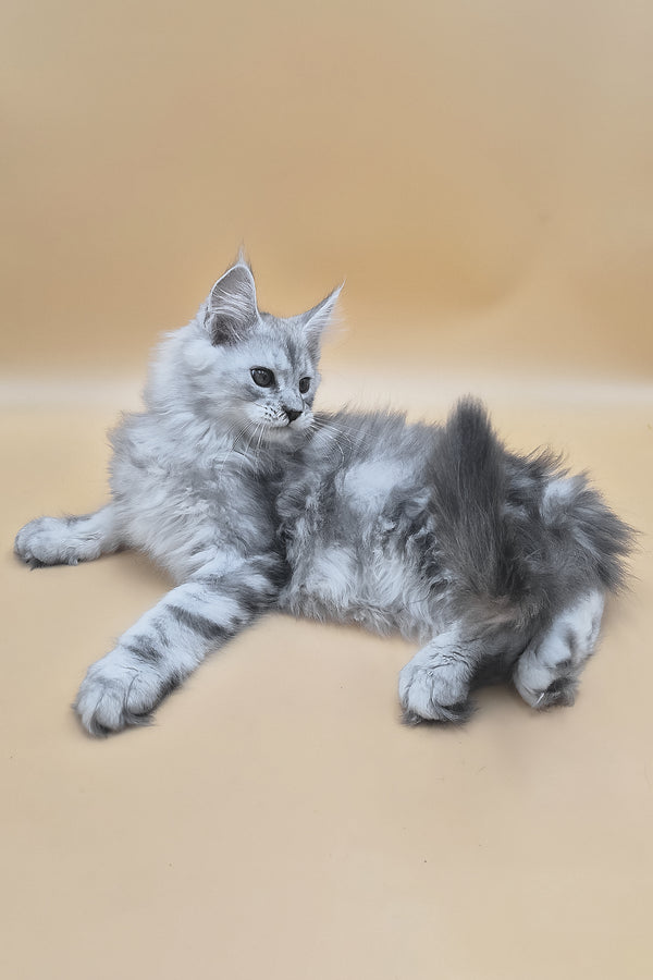 Sphinx | Maine Coon Kitten