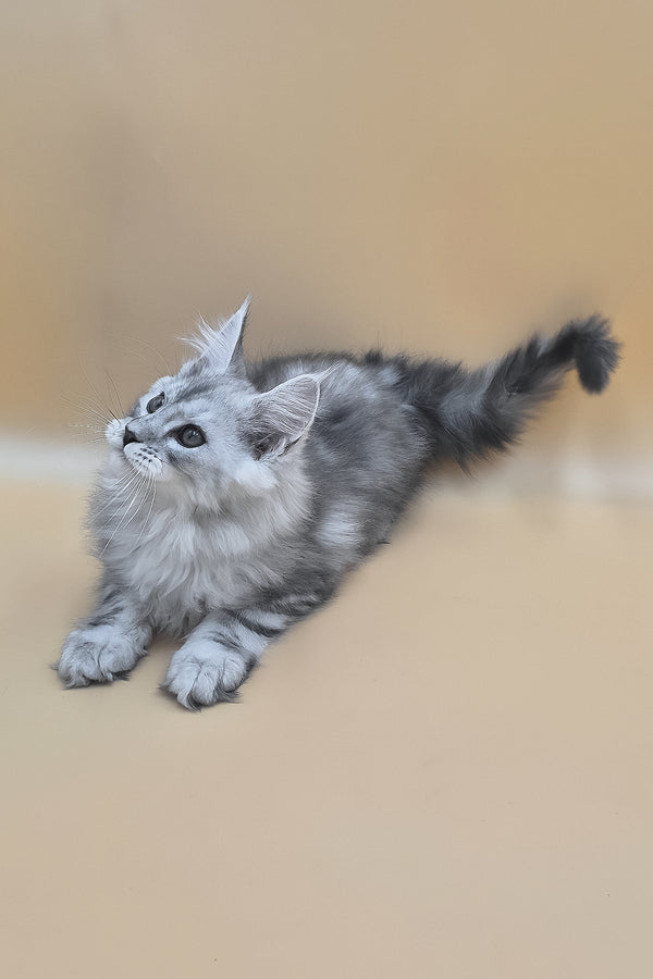 Sphinx | Maine Coon Kitten