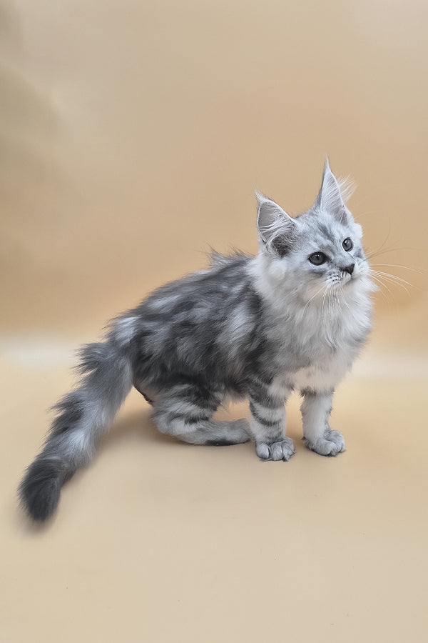 Sphinx | Maine Coon Kitten