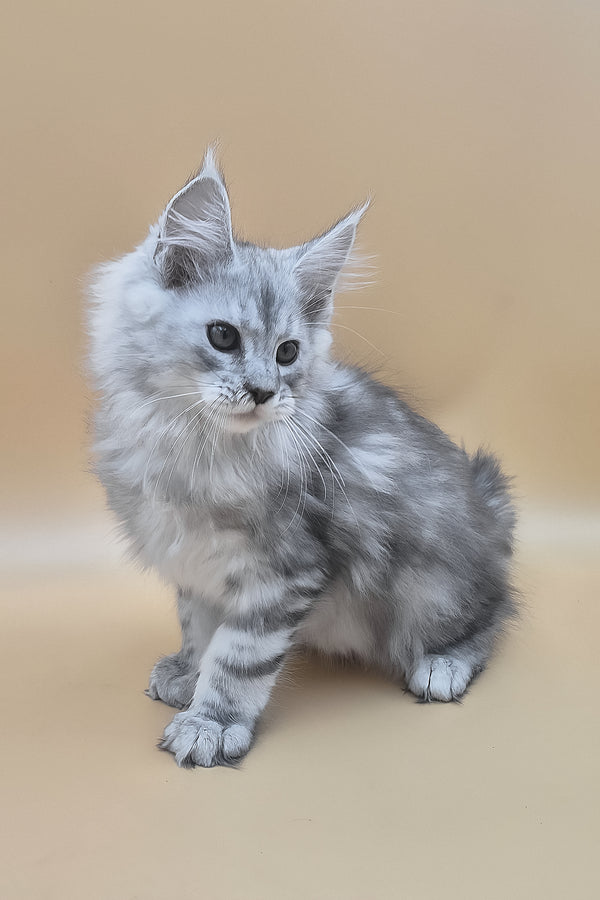 Sphinx | Maine Coon Kitten