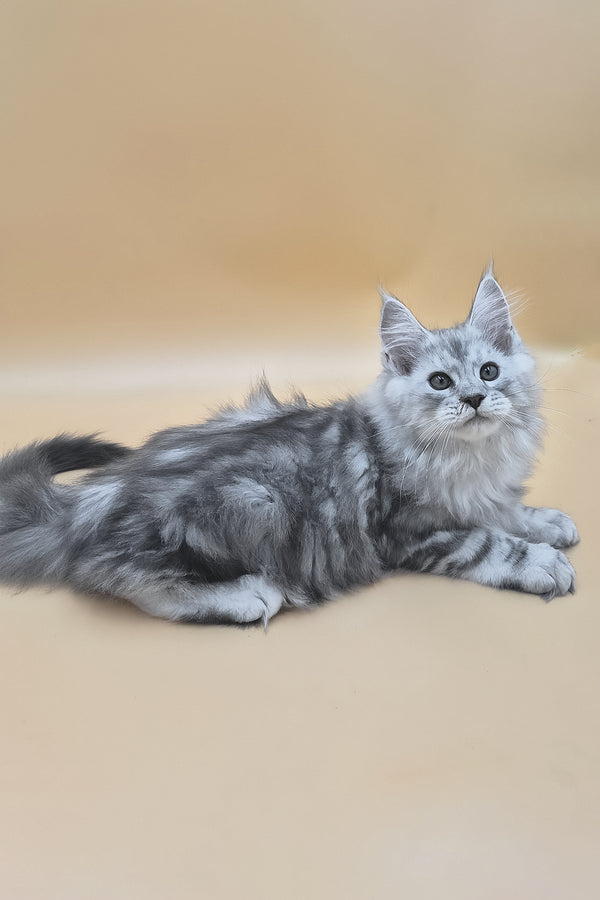 Sphinx | Maine Coon Kitten