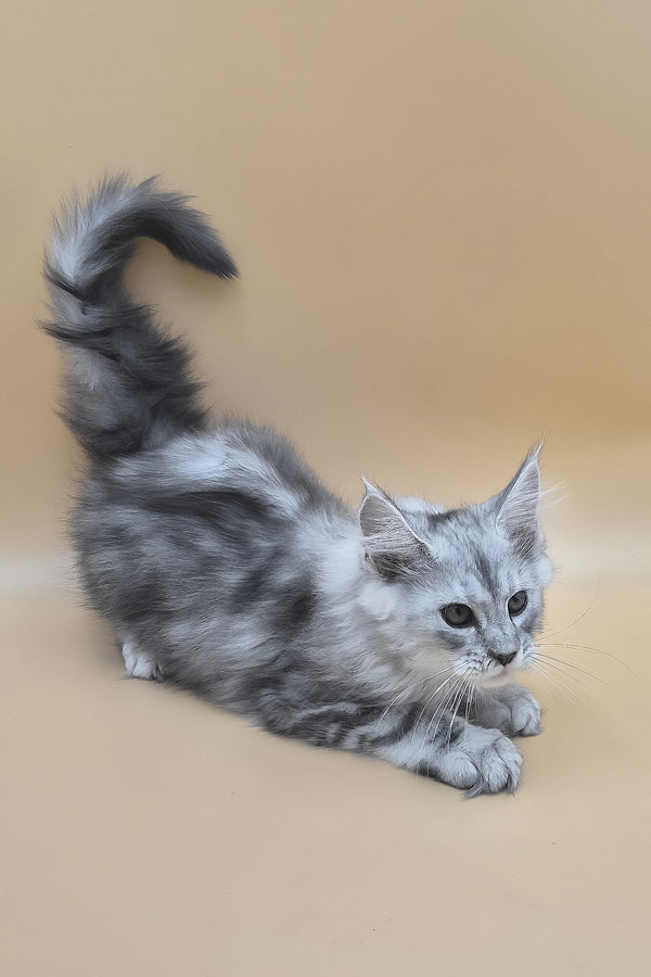 Sphinx | Maine Coon Kitten