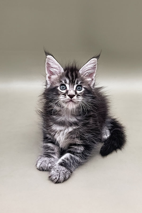 Stas | Maine Coon Kitten