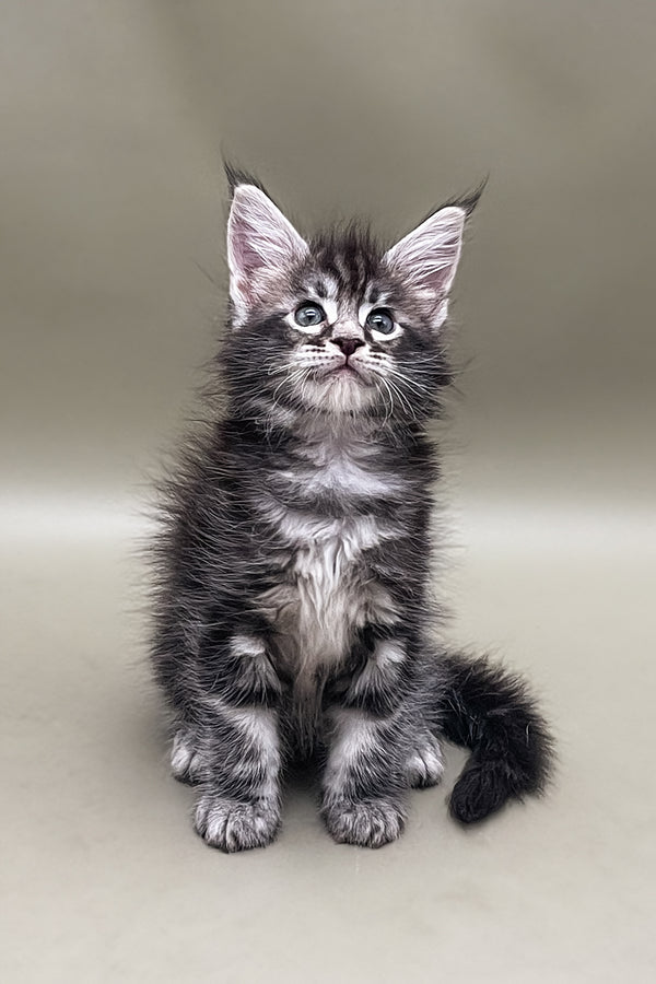 Stas | Maine Coon Kitten