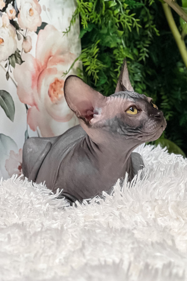 Stella | Sphynx Kitten