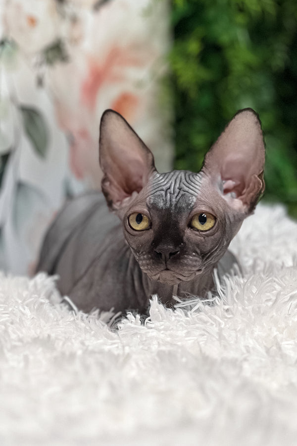 Stella | Sphynx Kitten
