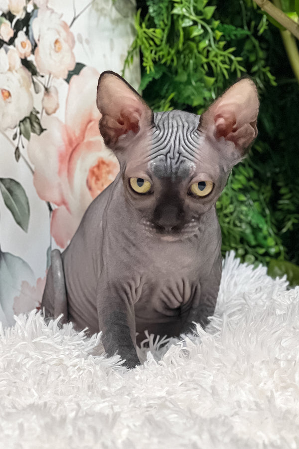 Stella | Sphynx Kitten