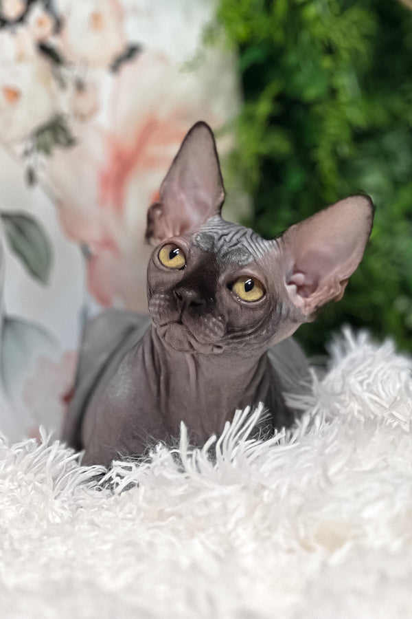 Stella | Sphynx Kitten