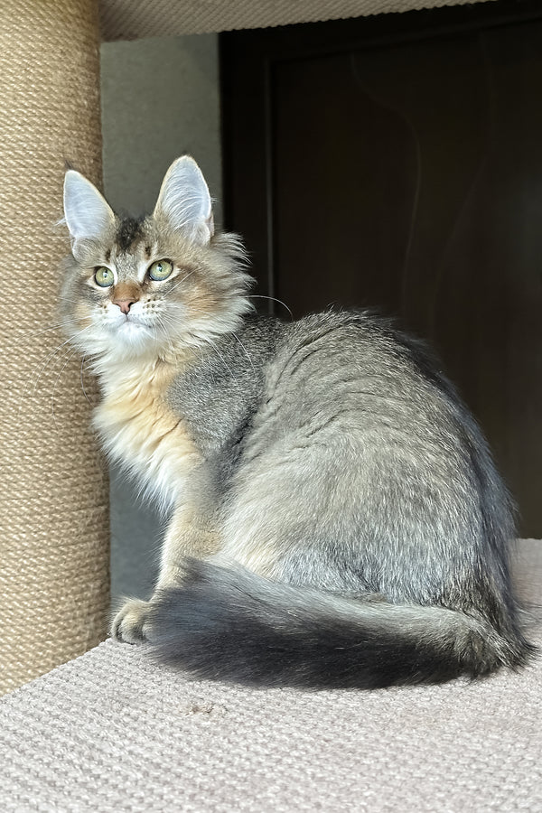 Sunlit | Golden Maine Coon Kitten