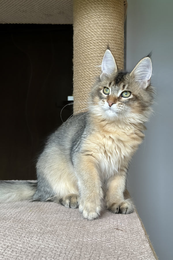 Sunlit | Golden Maine Coon Kitten
