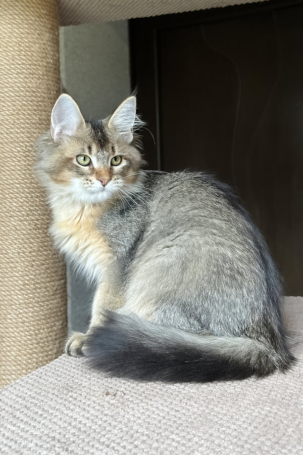 Sunlit | Golden Maine Coon Kitten