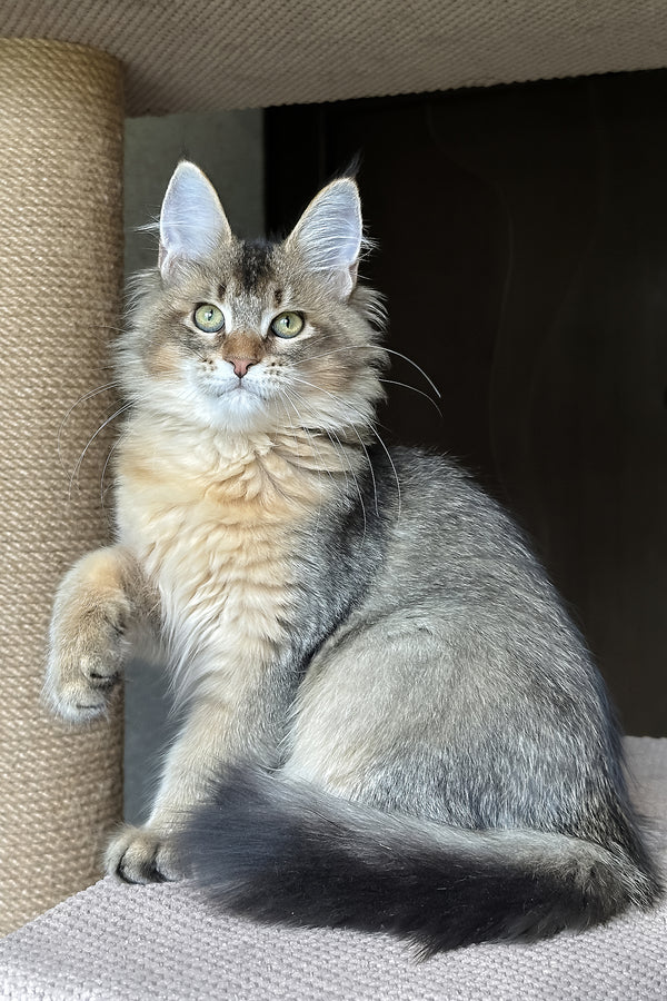 Sunlit | Golden Maine Coon Kitten