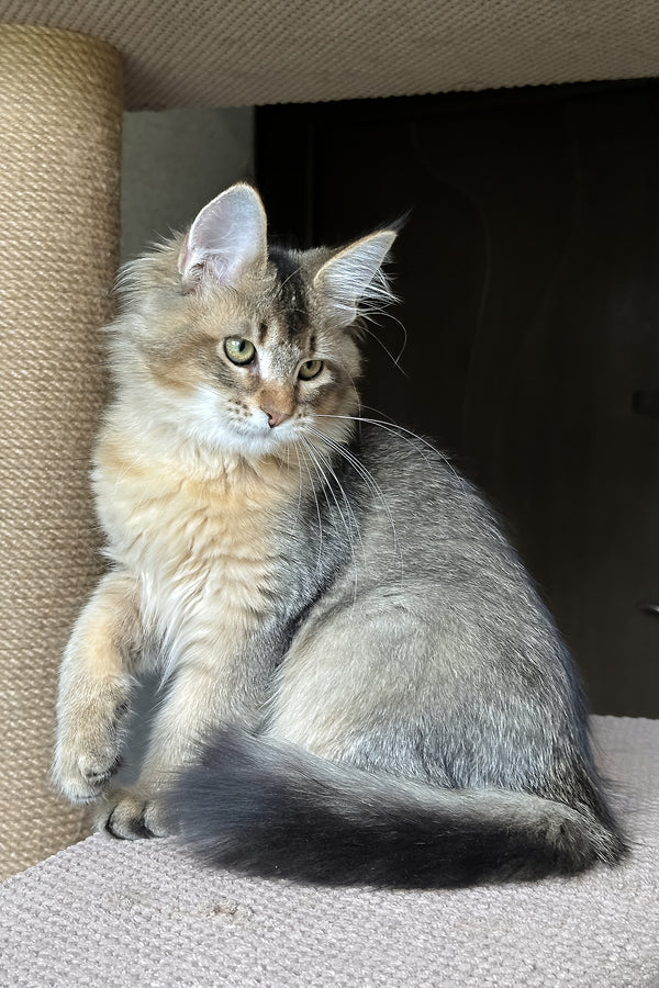 Sunlit | Golden Maine Coon Kitten
