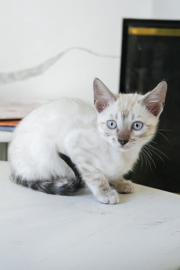 Sven | Bengal Kitten