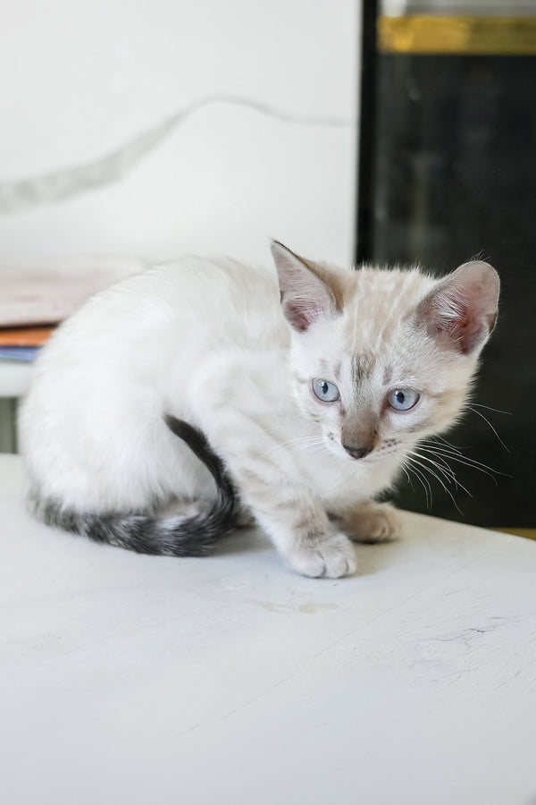 Sven | Bengal Kitten