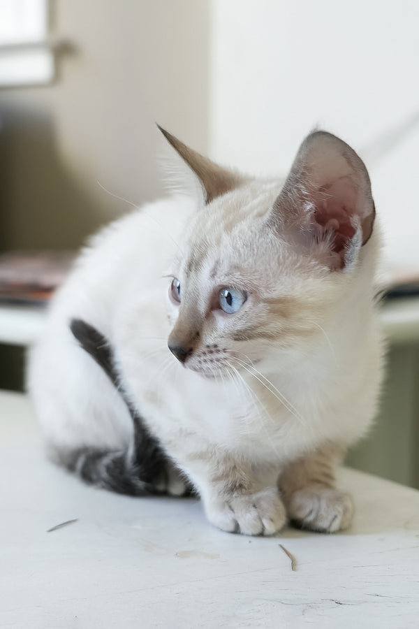 Sven | Bengal Kitten