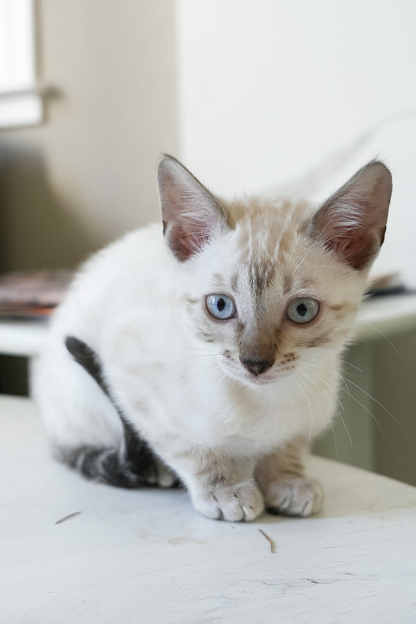 Sven | Bengal Kitten