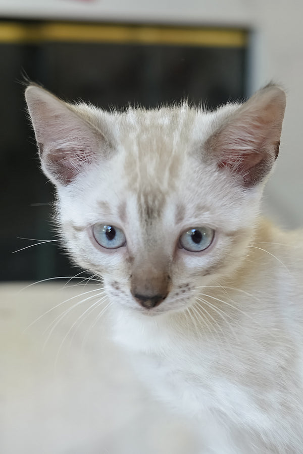 Sven | Bengal Kitten