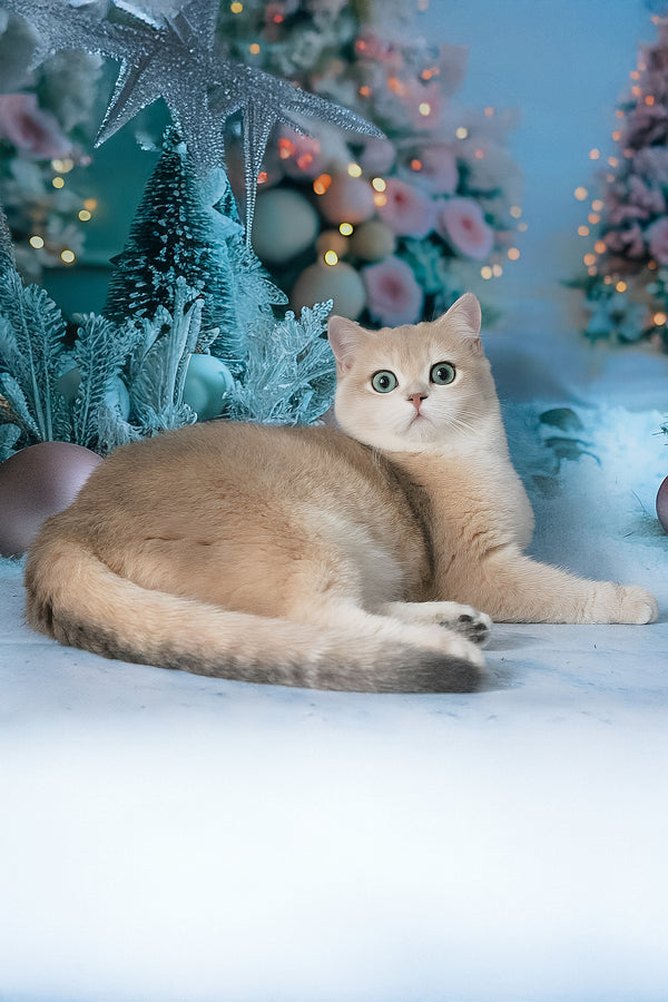 Syltan | British Shorthair Kitten