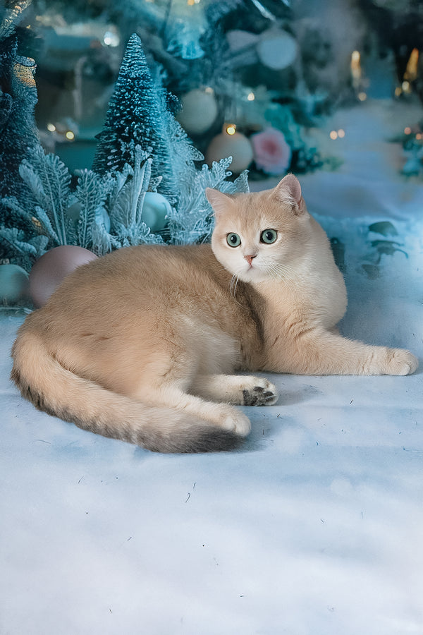 Syltan | British Shorthair Kitten