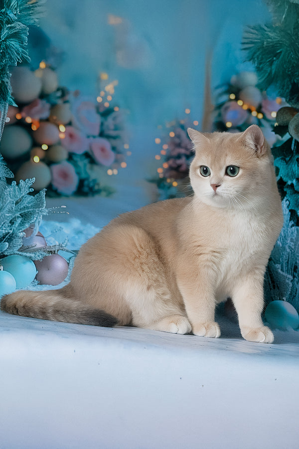 Syltan | British Shorthair Kitten