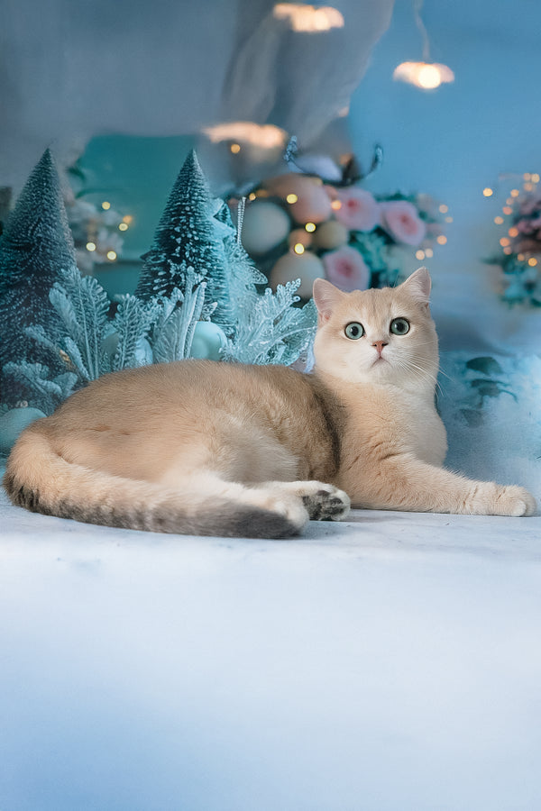 Syltan | British Shorthair Kitten