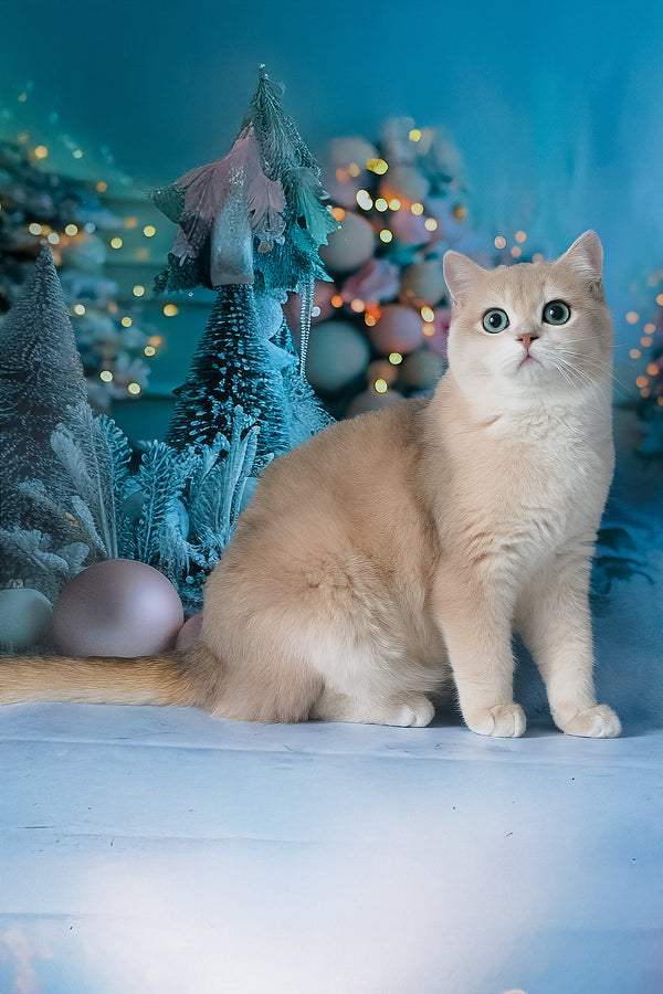 Syltan | British Shorthair Kitten