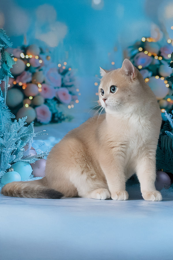 Syltan | British Shorthair Kitten
