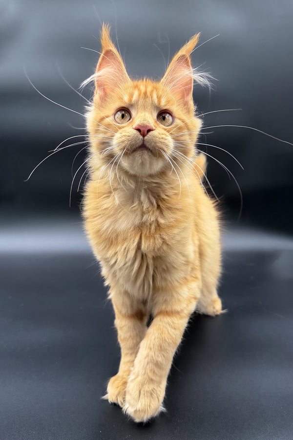 Sylvia | Maine Coon Kitten