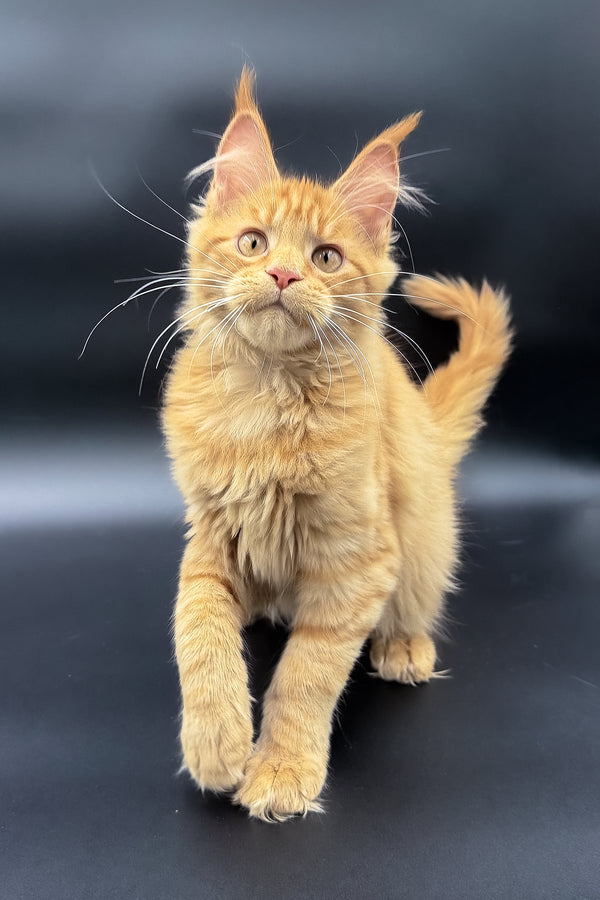Sylvia | Maine Coon Kitten