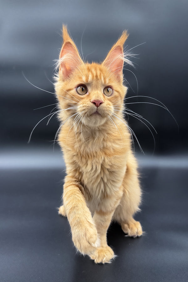 Sylvia | Maine Coon Kitten