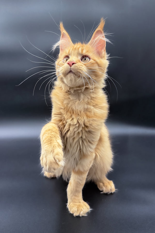 Sylvia | Maine Coon Kitten