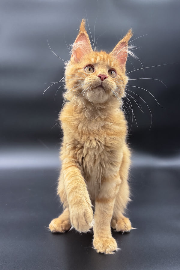 Sylvia | Maine Coon Kitten