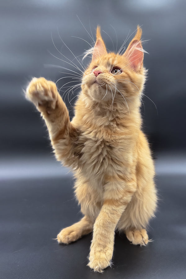 Sylvia | Maine Coon Kitten