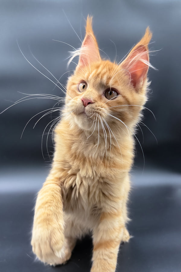 Sylvia | Maine Coon Kitten