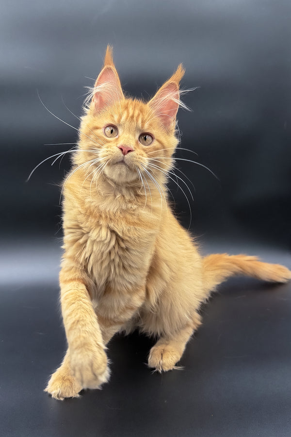 Sylvia | Maine Coon Kitten