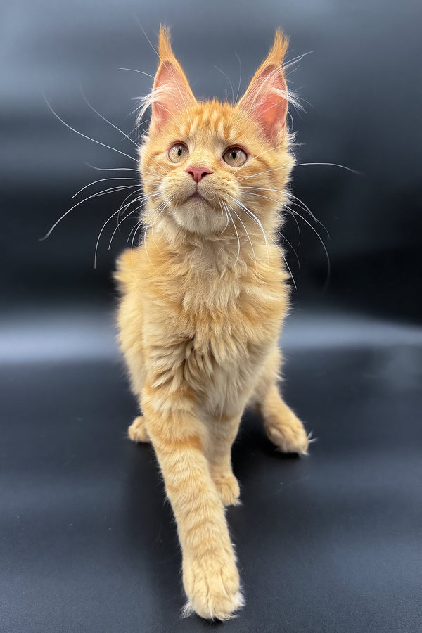 Sylvia | Maine Coon Kitten