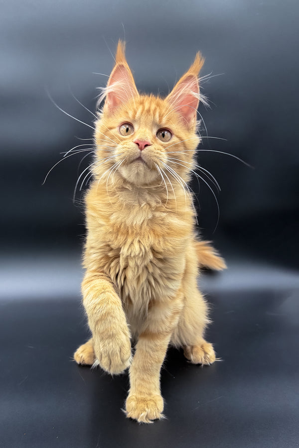 Sylvia | Maine Coon Kitten