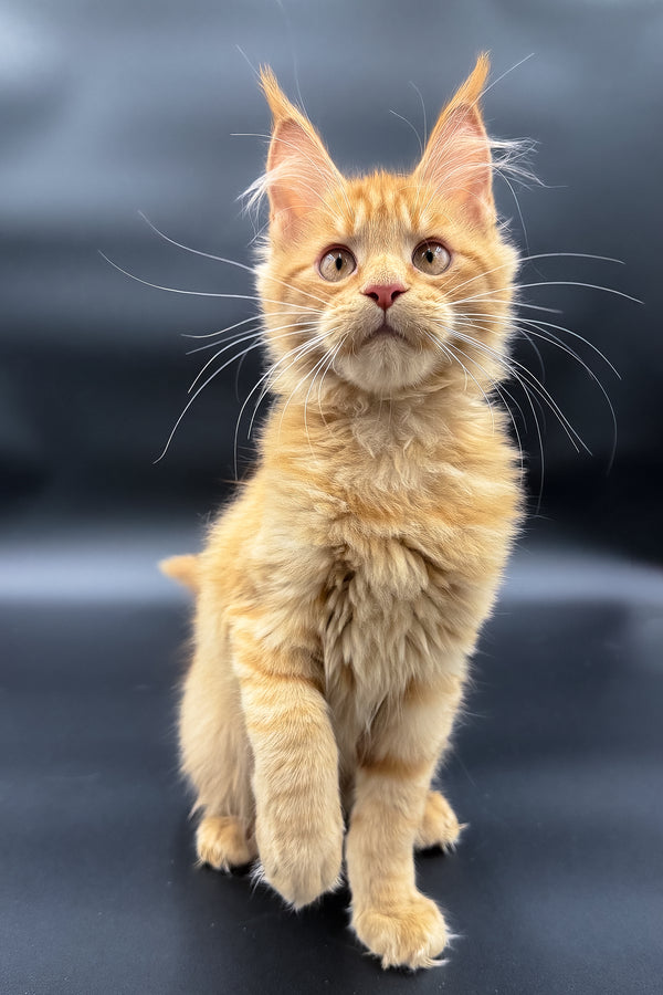 Sylvia | Maine Coon Kitten