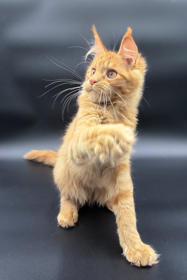 Sylvia | Maine Coon Kitten