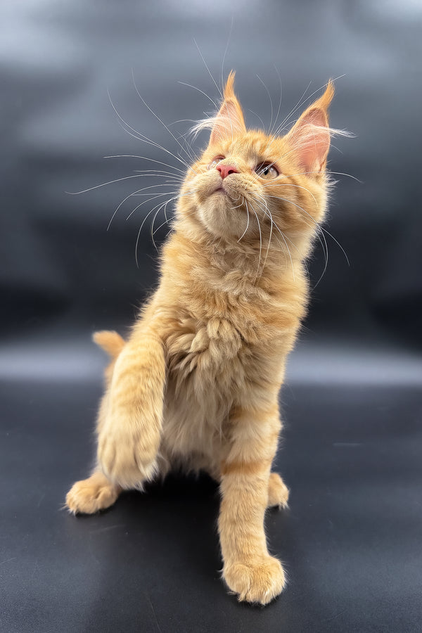Sylvia | Maine Coon Kitten
