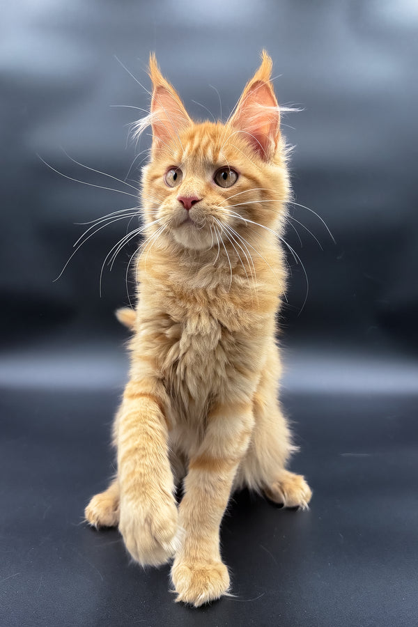 Sylvia | Maine Coon Kitten
