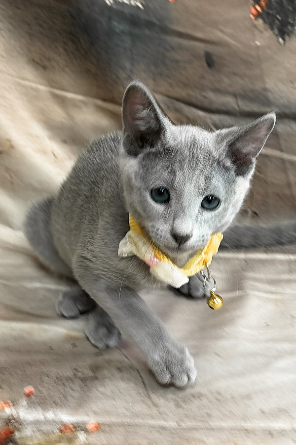 Taloger | Russian Blue Kitten