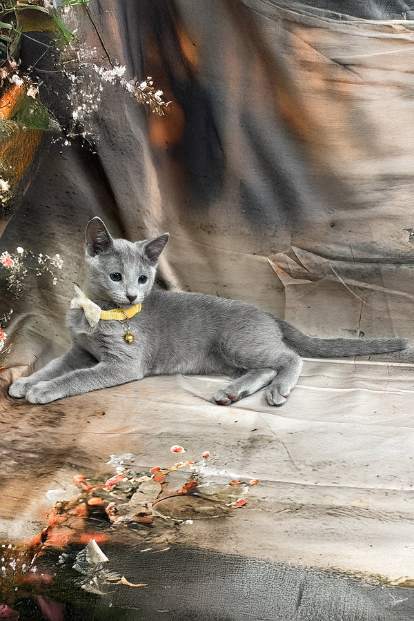 Taloger | Russian Blue Kitten
