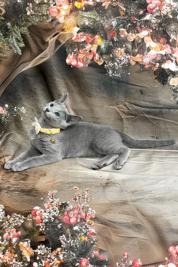 Taloger | Russian Blue Kitten